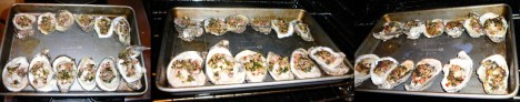 oysters bang-a-feller fill broil